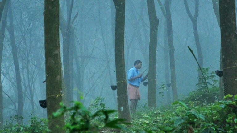 North East Monsoon Disrupts Natural Rubber Production in India